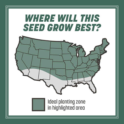 Pennington Kentucky 31 Tall Fescue Grass Seed