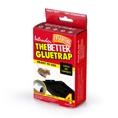 Intruder The Better Glue